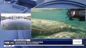 Swimming with manatees