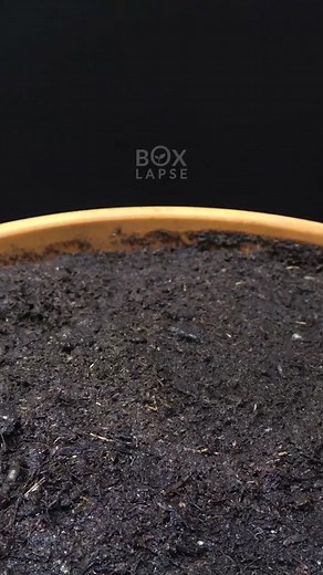 Red Clover Seed to Flower Time-Lapse