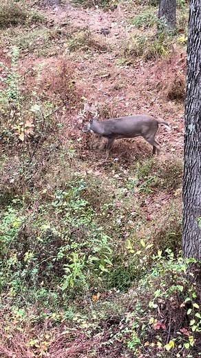 Tell me it’s November, without saying it’s November 🦌 #deerhunting #saddlehunting #november #safety
