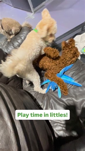 Littles playtime from the other week! 🐕💕 - #uptowndawg #portmoodydogs #doggydaycare #playtime #cutedogs #pomodoggies #yvrdogs #dogs | Uptown Dawg