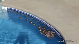 Let's swim in the pool all together! | PETS