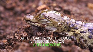 261K views · 574 reactions | Despite their fearsome nature, crocodiles are very gentle parents. Find out in this video how they protect their eggs from the predators. #BornToBeWild | Born to Be Wild | Facebook