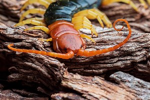 Centipedes: Not Just Creepy Crawlies, But Complex Creatures