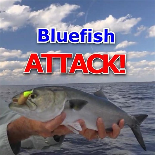 Bluefish Crashed the Party! Pompano Went Flying!