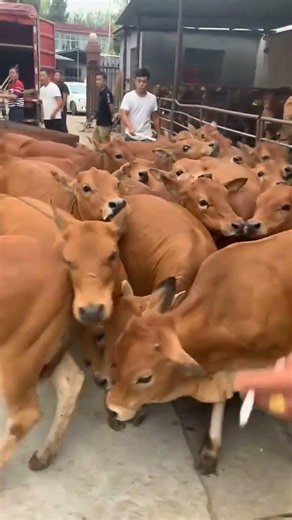 Premium Improved Beef Calves from a Modern Cattle Breeding Farm #cow