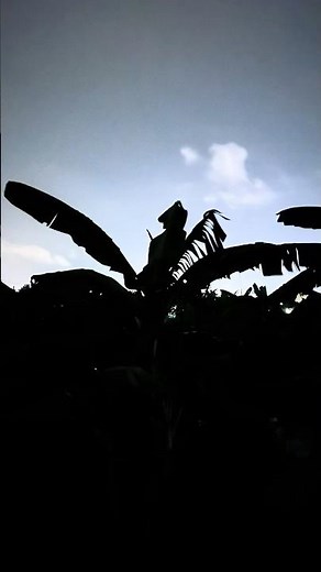 🌙 Dark Night with Crickets & Frogs Sounds for Deep Sleep 🦗🐸
