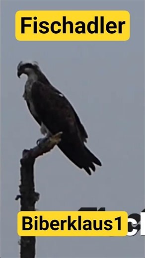Fischadler am Ansitz und in der Luft. #Vögel #raubvögel #animals #wildvögel #wildtiere #tiere