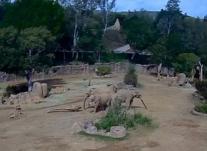 284K views · 2.3K reactions | #நிலநடுக்கமும் #யானைகளின் “ரீஆக்சனும்!...