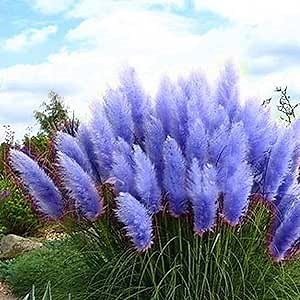 CHUXAY GARDEN Blue Pampas Grass-Cortaderia Selloana 100 Seeds Fast Growing Ornamental Grass for Landscaping or Decoration Decor Tall Privacy Plant