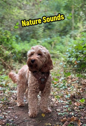 Cooper enjoying the local woods with all its wildlife sounds 🍃 🍂 🍁 #dogslife #dogsoftiktok #dogcommunity #dogwalks #naturesounds