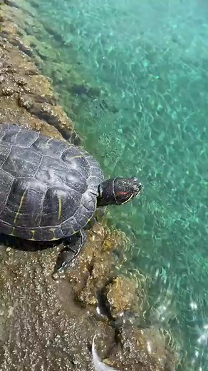 34K views · 592 reactions | All About Turtles on Reels | Facebook