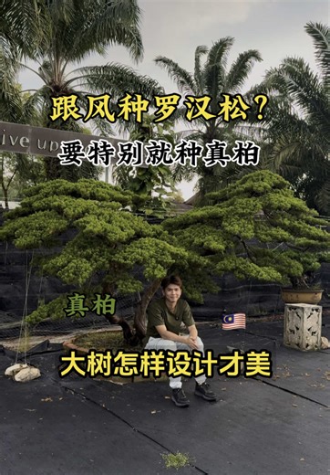 极品大型真柏庭院风水树景观设计