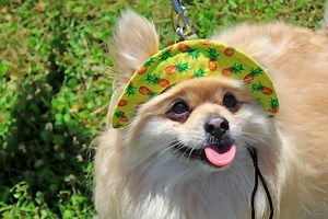 West Bloomfield Dog Park - WB Parks