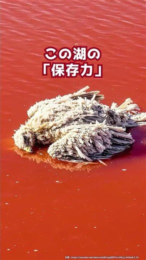 What would happen if you jumped into Lake Natron?