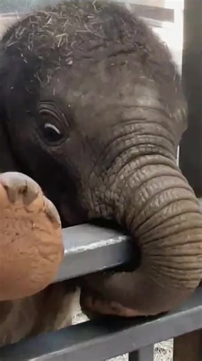 Baby Elephants: Adorable and Heartwarming Moments
