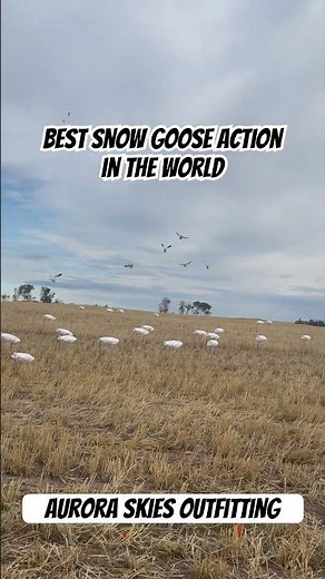 The world’s best snow goose hunting action with Aurora Skies Outfitting
