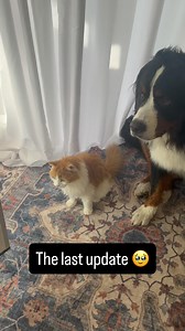 This is our final update on Ginger maulings. Bernoulli has come so very far from a little naughty puppy to a giant lovable bear. Why is this the last update? Well we have been saying for months now that Ginger is moving out with Adam and that day is almost here. Ginger is Adam’s cat (our son) and he is moving up to Edmonton to finish his science degree. It was always the plan for Adam to take Ginger when he moved out. Don’t worry, Adam loves Ginger (and she loves him!) and has a wonderful place 