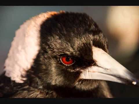 Magpies squawking - Sound effects