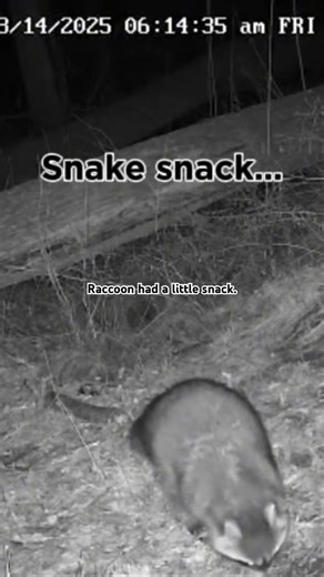 Snake for a snack. 😳