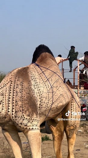 Exploring the Life of Camels in the Desert