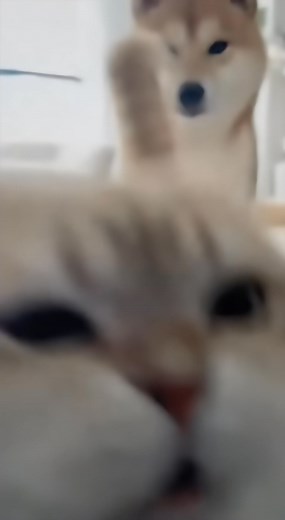 Cat Licks the Camera… Dog Just Had to Bark 😂🐾#cat #dog #funnyshorts #camera #AI | Chunky Cat and Friends