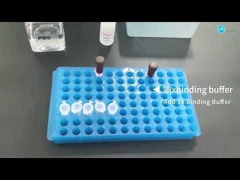 Annexin V Apoptosis Assay Protocol