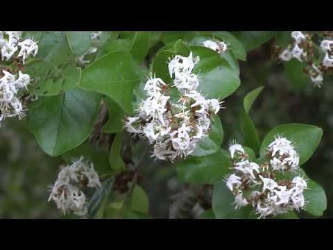 Huge anacua (sandpaper tree) in full bloom. McAllen Texas. 2012-11-17.