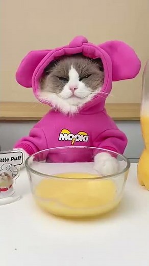 So many lies but Puff will survive #thatlilttlepuff #puffknowsbetter #catsofyoutube