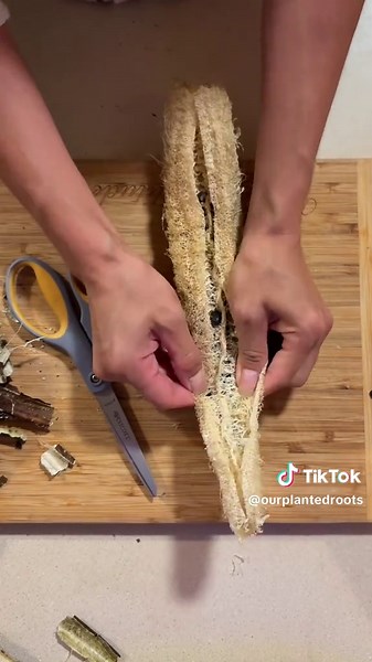 First Harvest of Luffa: Surprising Seed Discovery