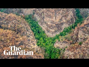 Prehistoric Wollemi pines saved by firefighters from Australia's bushfires