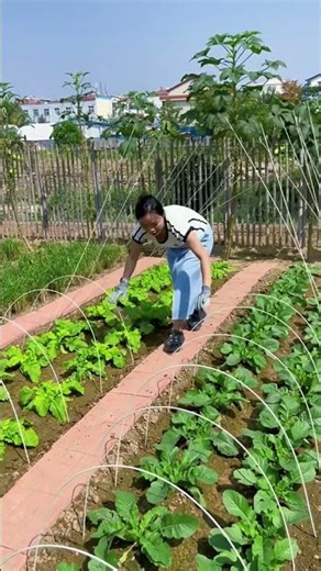 Smart Farming: Seedling Protection Frame Installation Made Easy