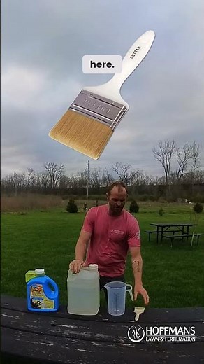 What todo if you have Orchard Grass In the lawn