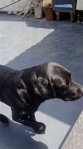 jack ka video bana deya🤣🤣 #labrador #comedy #pets