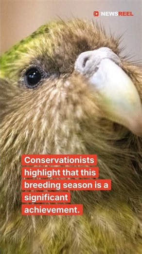 Record Kakapo Baby Boom Revives Endangered Species 🦜