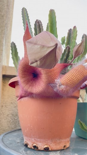 Stapelia Grandiflora 🌵 | Jimmy mis orquideas