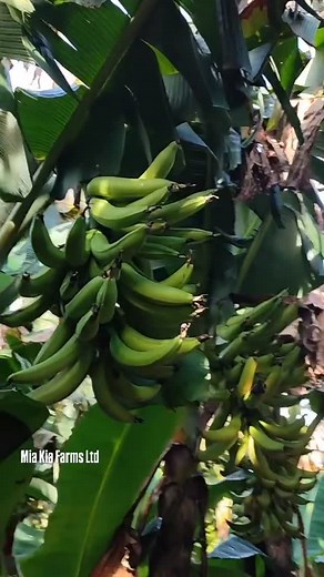Bountiful harvest! Plantain full everywhere – proof of what good farming practices and quality suckers can do. Congratulations. You too can achieve this with our hybrid, disease-free plantain suckers. Call/WhatsApp 07014854184 to order today. #PlantainFarming #HybridSuckers #BountifulHarvest #FarmSuccess #MiaKiaFarms #Agribusiness | Felix Abe