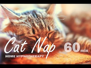 60 minute Cat Nap - Hypnotherapy Nap