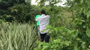 How to start a pineapple farm Full video : https://youtu.be/12rRkObcG7U Kindly watch, share and subscribe 😊 | Youth In Agriculture