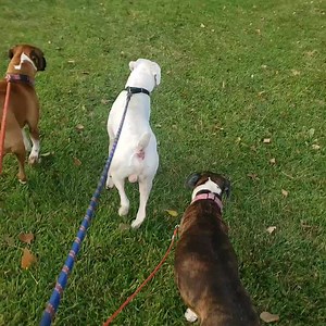 5.8K views · 788 reactions | So I did a thing last night. Took all three Boxers camping. In my tiny teardrop. This morning we went for a walk. | Its a Boxer Dog Life | Facebook