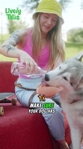 How Dogs Stay Cool – Fun Facts About Panting