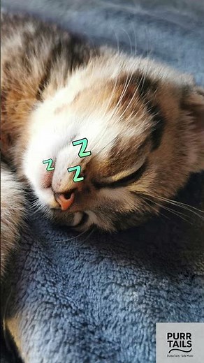 The Deep Purring Therapy 😼💛