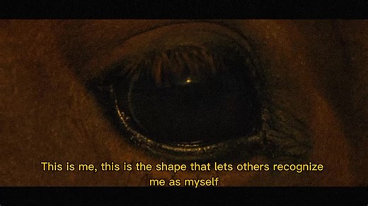 Understanding the Strengths of Horses and Their Evolution