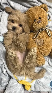 Can you spot The REAL Teddy Bear❓👀🧸🐾🐶🤭 #teddybear #teddybears #teddybearsofinstagram #teddybearpuppy #teddybearface #cutnessoverload #cutepetclub #toomuchcuteness #toocute #toocuteforwords #puppy #puppylove #puppylover #reelsvideo #trendingreels #maltipoosofinstagram #maltipoos #cutestpuppy #dogs #cutestdogs #teddybearlove #teddybeardog #dogofinstagram #instadog #instadoggy #doglife #doglifeisgood | MLA Pets - My Little Angels