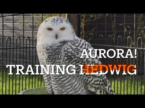 SNOWY OWL: Training for flying