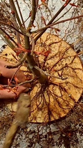 How Japanese Masters Train Bonsai Roots?