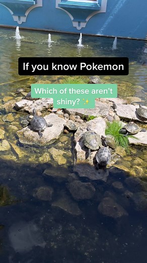 Can you guess which Pokémon aren’t shiny? #pokemon #pokemontiktok #pokemoncommunity
