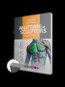 Understanding the Human Figure | By Anatomy For Sculptors