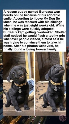 Smiling Shelter Puppy Finally Finds His Forever Home 🐶❤️
