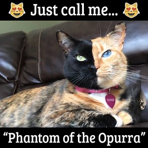 190K views · 2.4K shares | This is the most majestic cat I've ever seen  Credit: Venus the Two Face Cat | Pulptastic | Facebook