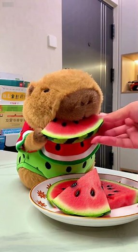 The Watermelon Capybara is eating watermelon! #capybara #cute #watermelon #funny
